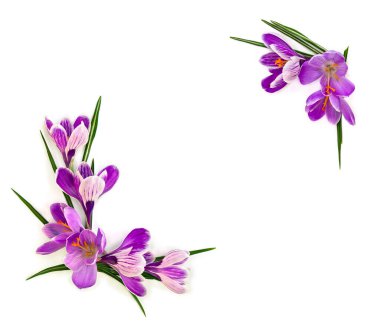 Frame of violet crocuses (Crocus vernus) on a white background with space for text. Top view, flat lay clipart