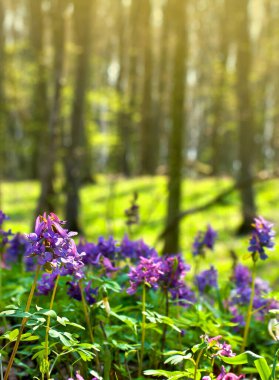 Çiçekler Corydalis (Yunan korydalları, armalı tarlakuşu) bahar ormanlarında güneş ışığında
