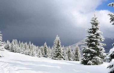 Köknar ağacı ormanı ve kar altında karla kaplı kış manzarası yaklaşan kar fırtınası. Karpat Dağları