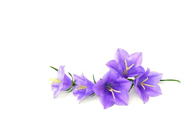 Mor-mavi çiçekler Campanula persicifolia (şeftali yapraklı çan çiçeği) beyaz arkaplan üzerinde metin için boşluk
