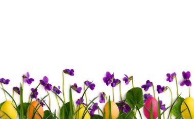 Paskalya süsü. Güzel çiçekler, yabani menekşe, çimen ve renkli paskalya yumurtaları beyaz arka planda, yazı için yeri var. Üst manzara, düz uzanma