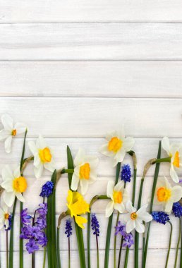 Beyaz ve sarı narsistler, menekşe sümbüller ve mavi çiçekli muscariler beyaz boyanmış ahşap tahtalar ve yazı için yer. Üst manzara, düz uzanma