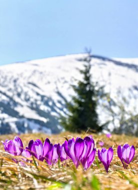 Çiçeklerin açtığı bahar manzarası, karla kaplı dağlarda Crocus heuffelianus (Crocus heuffelianus). Karpat Dağları