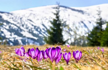 Çiçeklerin açtığı bahar manzarası, karla kaplı dağlarda Crocus heuffelianus (Crocus heuffelianus). Karpat Dağları
