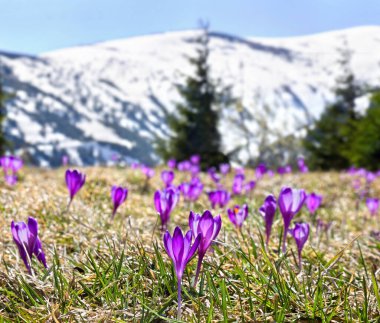 Çiçeklerin açtığı bahar manzarası, karla kaplı dağlarda Crocus heuffelianus (Crocus heuffelianus). Karpat Dağları