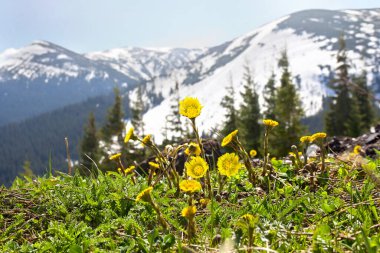 Sarı renkli kolayak (Tussilago farfara) ilkbaharda karla kaplı dağlarda açar. Diğer isimler: tash bitkisi,