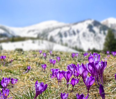 Çiçeklerin açtığı bahar manzarası, karla kaplı dağlarda Crocus heuffelianus (Crocus heuffelianus). Karpat Dağları