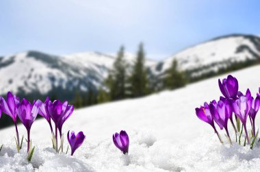 Çiçeklerin açtığı bahar manzarası, karla kaplı dağlarda Crocus heuffelianus (Crocus heuffelianus). Karpat Dağları