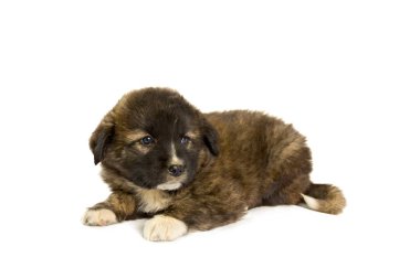 Beyaz arka planda kahverengi köpek yavrusu