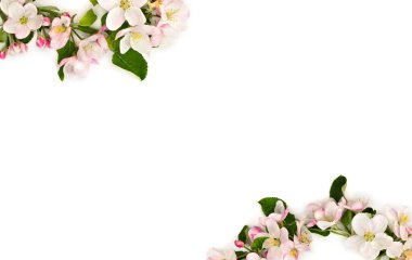 Çiçeklerin çerçevesi beyaz bir zemin üzerinde elma ağacı ve metin için boşluk. Üst manzara, düz uzanma