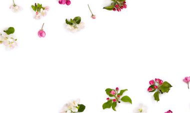 Beyaz arka planda elma ağacı çiçekleri ve metin için yer var. Üst manzara, düz uzanma