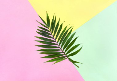Üç farklı renk kağıdının (pembe, yeşil, sarı) arka planında geometrik desenli tropikal yaprak palmiyesi. Üst manzara, düz uzanma