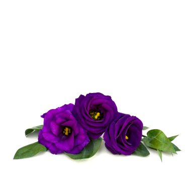 Eflatun çiçekleri Eustoma (yaygın isimler: Texas çançiçekleri, BlueBell, lisianthus, prairie gentian) beyaz bir arka plan üzerinde metinler için alan