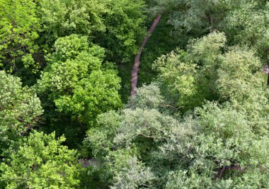 Ormandaki ağaçların arasından yol ve akarsu manzarası