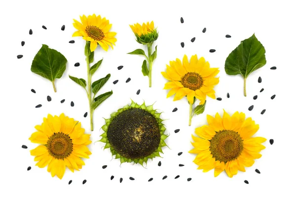Flowers of sunflower, mature sunflower, leaves and seed on white background. Top view, flat lay