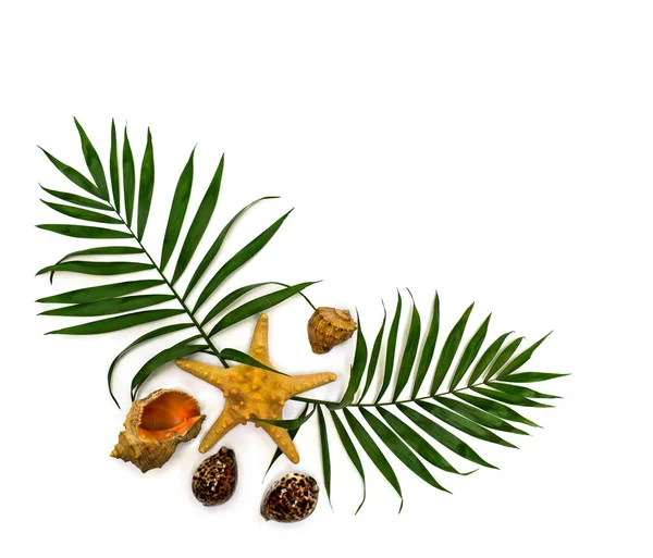 Tropische Bladeren Palmboom Met Zeeschelpen Zeesterren Zeeschelpen Cowrie Rapana Een — Stockfoto