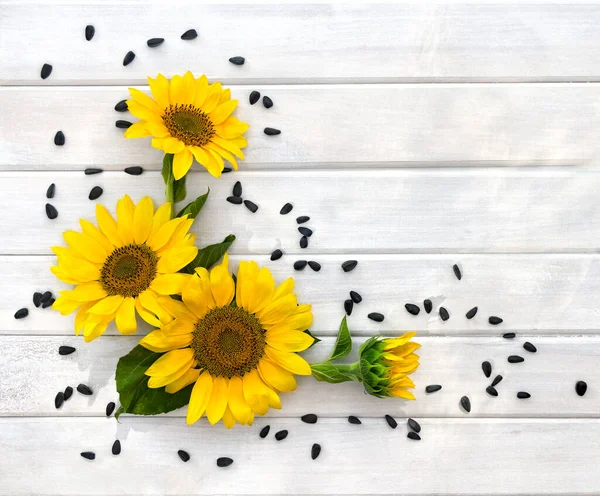 Yellow Flowers Sunflower Seed Background White Painted Wooden Planks Space — Stock Photo, Image