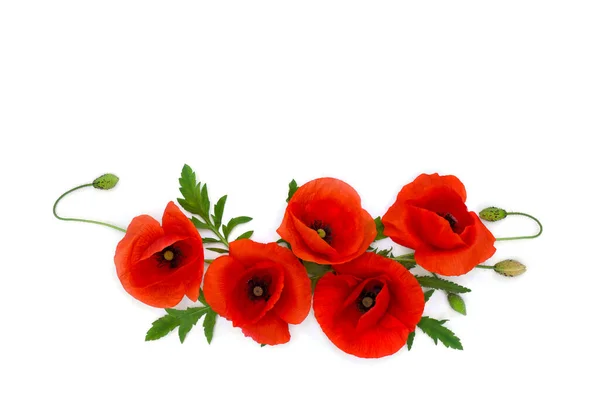 Kwiaty Czerwone Maki Papaver Rhoeas Nazwy Zwyczajowe Maku Kukurydzianego Róża — Zdjęcie stockowe