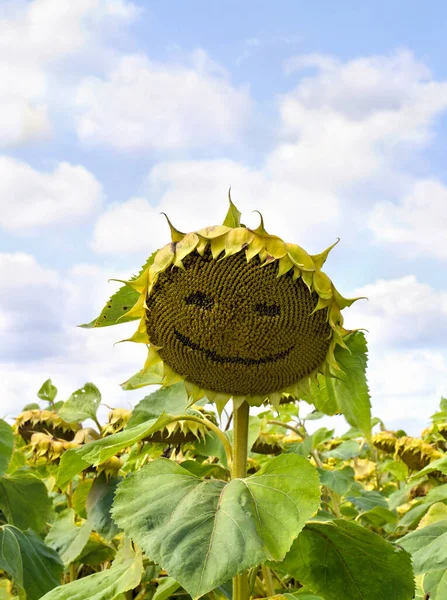 Feld Der Reifenden Sonnenblumen Vor Wolkenverhangenem Himmel — Stockfoto