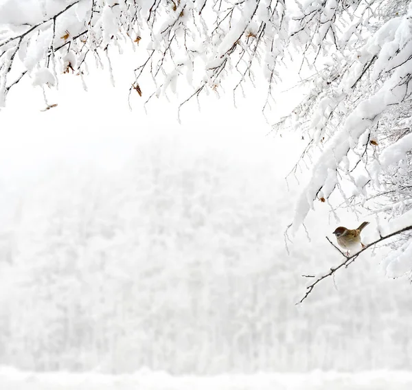 Gałęzie Drzew Pokryte Chryzantem Śniegiem Tle Zimowego Lasu Śniegu Jednej — Zdjęcie stockowe