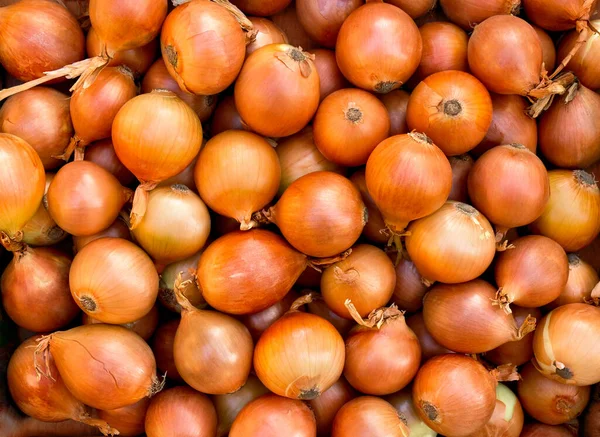 Taze çiğ soğan (Allium cepa). Doku, arka plan. Üst manzara, düz uzanma