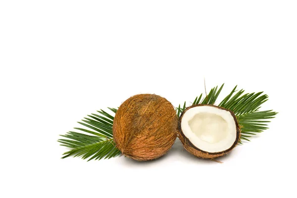 Kokosnoot Cocos Nucifera Met Halve Palmbladeren Een Witte Achtergrond Met — Stockfoto