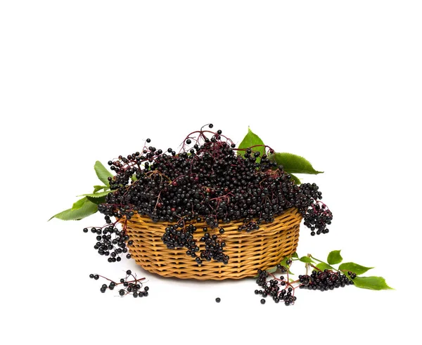 Clusters Fruit Black Elderberry Sambucus Nigra Leaves Basket White Background — Stock Photo, Image