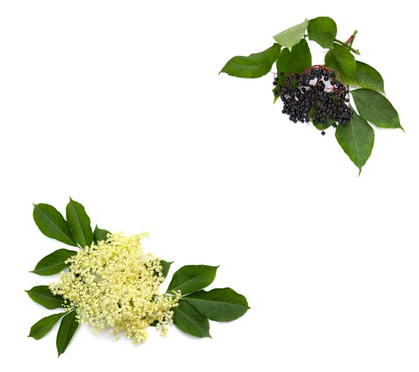 Каркас Цвітіння Плодів Чорної Бузини Sambucus Nigra Білому Тлі Пробілом — стокове фото