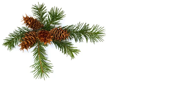 Kozalaklar ve çam ağaçları (Pseudotsuga menziesii, Douglas fir, Douglas-fir, Douglas tree, Oregon çamı) beyaz arka planda yazı için boşluk bırakırlar. Üst manzara, düz uzanma.