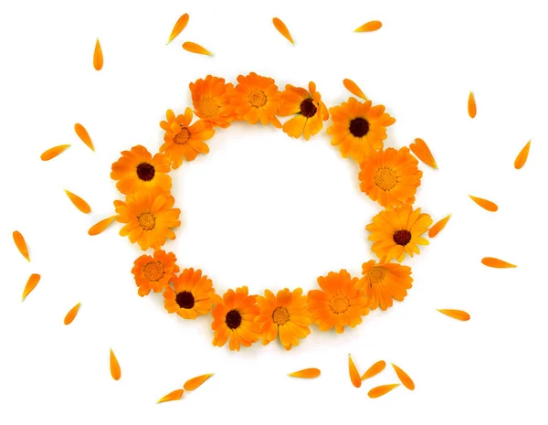 Circle frame of flowers and petal Calendula ( Calendula officinalis, pot marigold, ruddles ) on a white background with space for text. Top view, flat lay