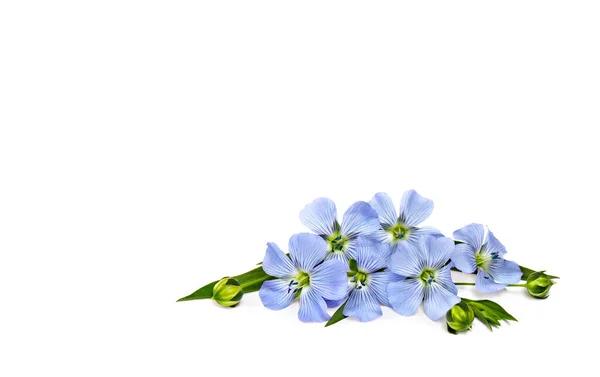 Blaue Blüten Und Kapseln Mit Samenleinen Linum Usitatissimum Gebräuchliche Namen — Stockfoto