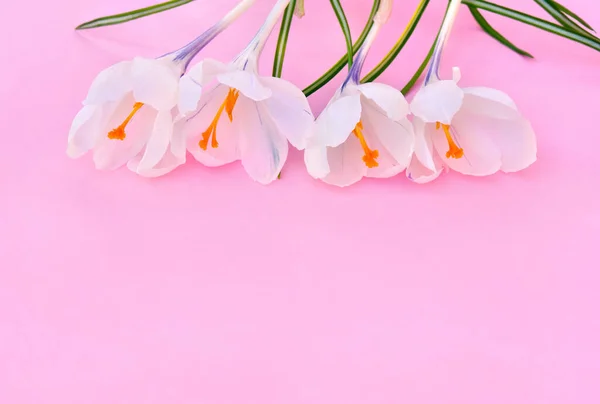 Weiße Krokusse Crocus Vernus Auf Rosa Hintergrund Mit Platz Für — Stockfoto