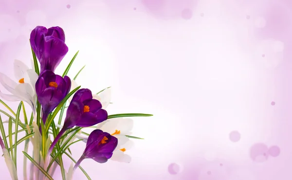 Violet White Crocus Crocus Vernus Violet Blur Background Space Text — стоковое фото