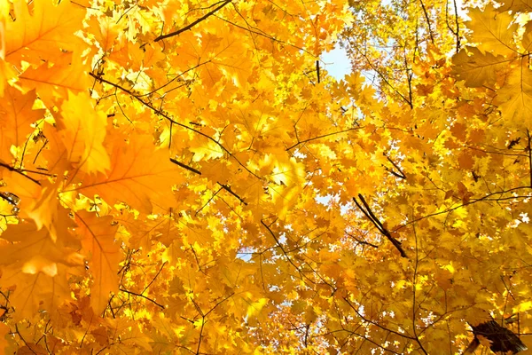 Δεντροκορυφές Κόκκινες Βελανιδιές Quercus Rubra Κίτρινα Φύλλα Φθινοπωρινό Δάσος Βελανιδιάς — Φωτογραφία Αρχείου