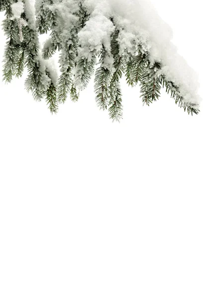 Sprig Van Kerstboom Sparren Sparren Sparren Bedekt Met Vorst Sneeuw — Stockfoto