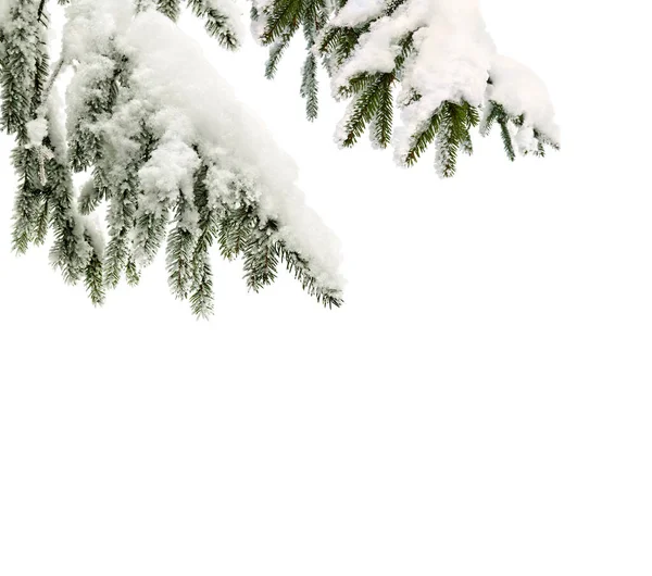 Ramo Árbol Navidad Abeto Abeto Abeto Cubierto Escarcha Nieve Sobre — Foto de Stock
