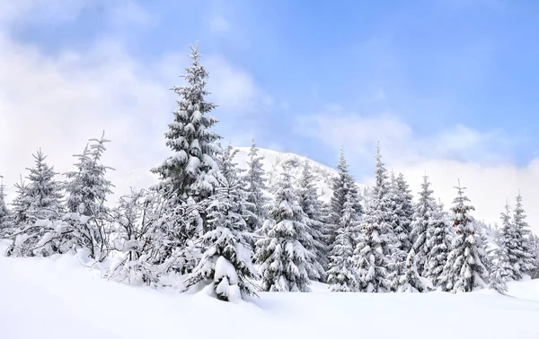 Winterlandschap Van Bergen Met Van Sparren Bos Glade Sneeuw Karpaten — Stockfoto