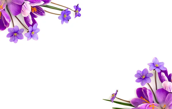 紫罗兰番红花 Crocus Vernus 和肝病花 Liverleaf 的白色背景与文字空间 — 图库照片