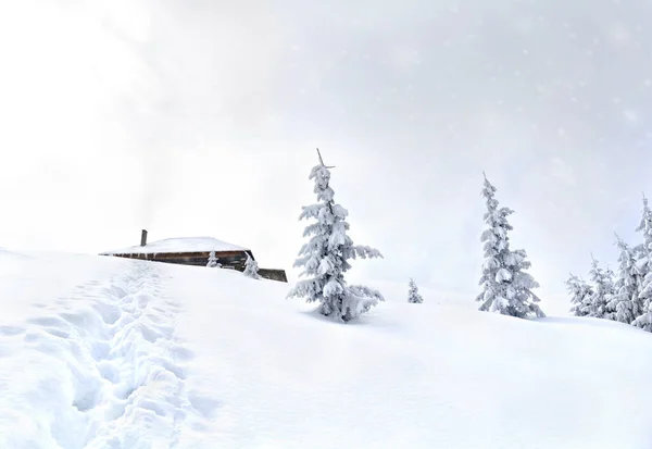 Kışın Kar Yağarken Köknar Ormanının Yakınındaki Evi Izleyen Ayak Izleri — Stok fotoğraf
