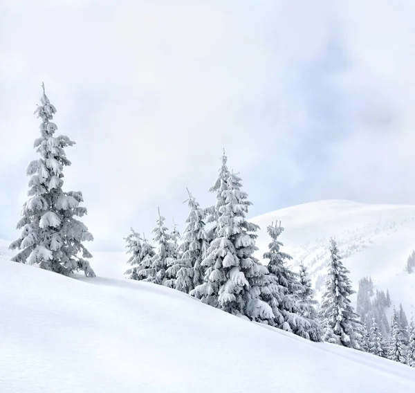 Paisaje Invernal Montañas Con Bosque Abeto Claro Nieve Montañas Cárpatas —  Fotos de Stock