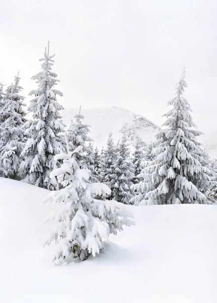 Paisaje Invernal Montañas Bosque Abeto Claro Nieve —  Fotos de Stock