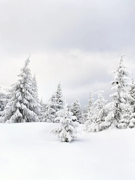 Paisaje Invernal Montañas Bosque Abeto Claro Nieve —  Fotos de Stock