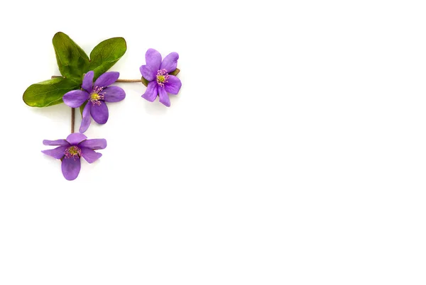 Flores Violetas Hepatica Hoja Hígado Hepatica Sobre Fondo Blanco Con —  Fotos de Stock
