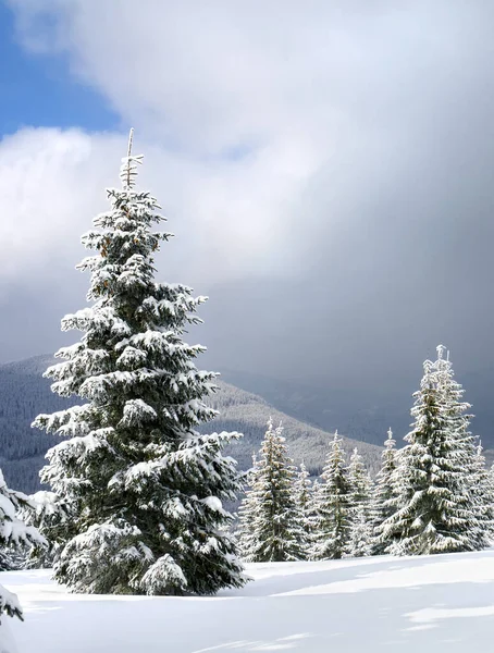 Paisaje Invernal Montañas Con Bosque Abeto Claro Nieve Bajo Próxima —  Fotos de Stock