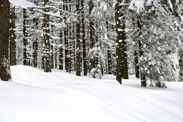Paisaje Bosque Abeto Invierno Con Sendero Con Pistas Esquí Sobre —  Fotos de Stock