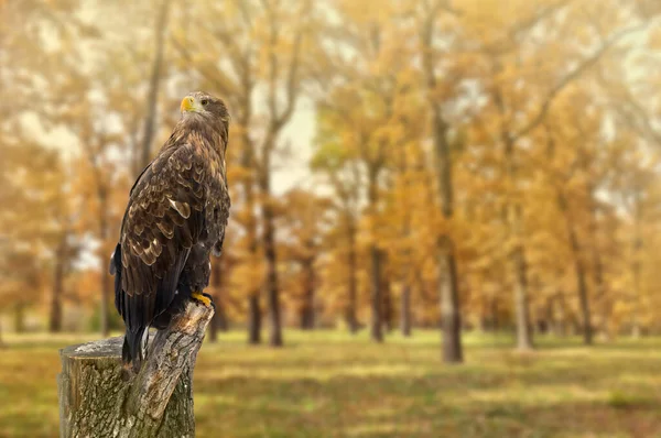 Беркут Aquila Chrysaetos Осеннем Дубовом Лесу Солнечном Свете — стоковое фото