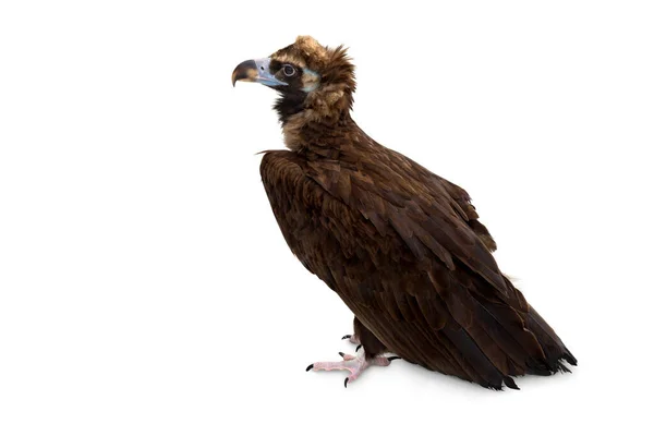 在白色背景上的Cinereous秃鹫 Aegypius Monachus 被称为黑色秃鹫 僧侣秃鹫 — 图库照片