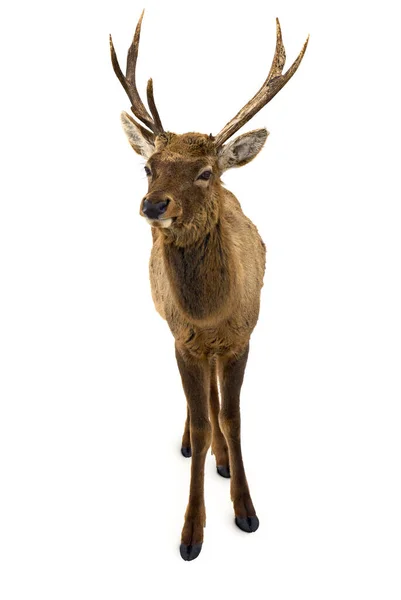 Red Deer Cervus Elaphus Male White Background — Stock Photo, Image