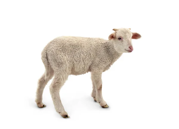 白い背景に白い小さな子羊 — ストック写真