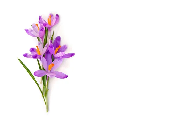 Bukett Med Vackra Våren Snödroppar Blommor Violetta Krokusar Crocus Heuffelianus — Stockfoto